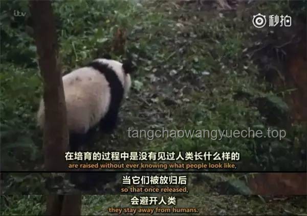 龙兽医单干：踏上治愈之路，与儿子说拜拜后的全新篇章